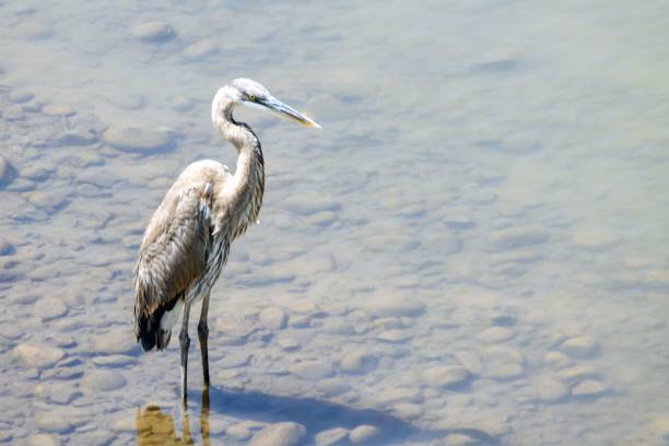 Great blue heron, Ardea herodias, in a shallow river, Costa Rica.