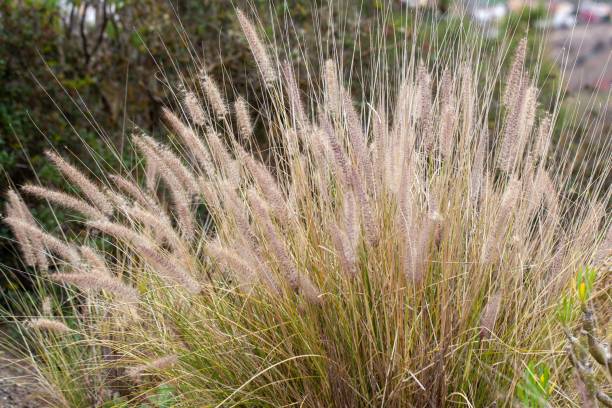istock Crimson fountaingrass, Cenchrus setaceus 2174714275