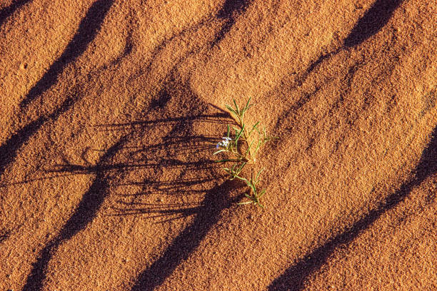 istock Small Flower Growing in Desert Sand, Wadi Rum, Jordan 2174715362