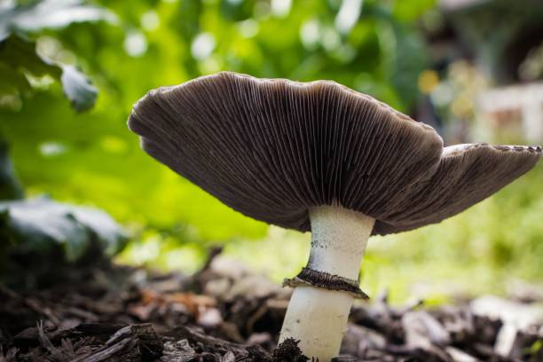 istock honey fungi 2174715663