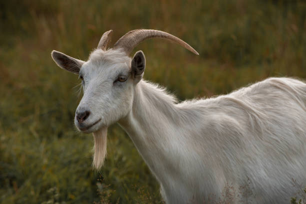 istock A white horned goat head on blurry natural grass background 2174716962