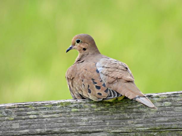 istock Mourning Dove (Zenaida macroura) - resting on a wood railing 2174720978