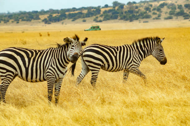 wo zebras frolic in a field of tall grass, their black and white stripes contrasting beautifully against the golden landscape. A safari vehicle can be seen in the distance, adding a touch of adventure to the scene.