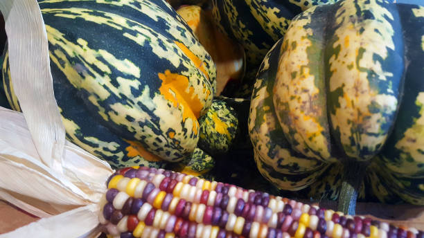 Display of Colorful squash and corn during Autumn