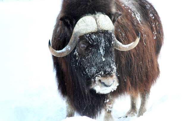 Musk ox with snowy snout and ice matted fur stands in deep winter snow