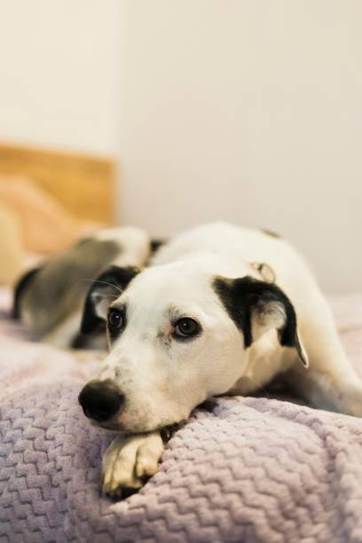 istock A dreamy dog relaxing on a soft bed 2174734051