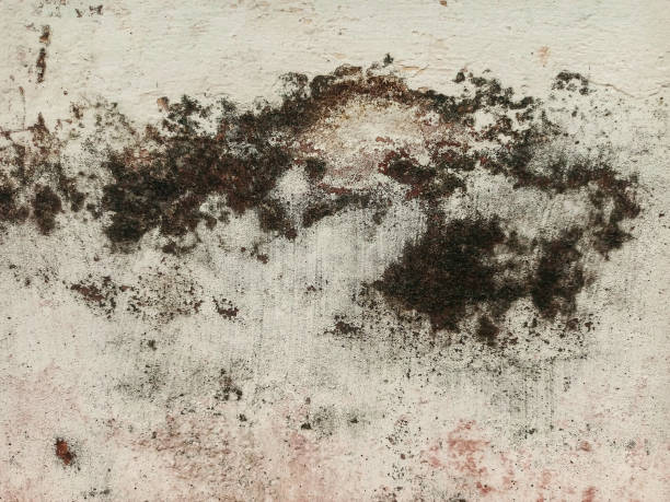 istock old wall with holes covered in black moss 2174734469