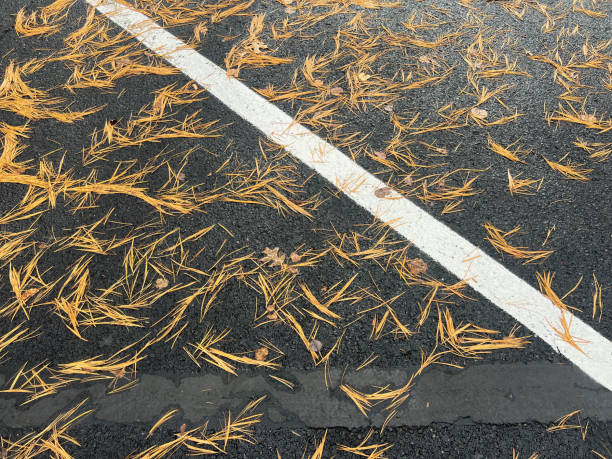 Close-up of a gravel path scattered with fallen pine needles and a few yellow leaves, capturing the subtle details of autumn's arrival. The dark, textured surface of the path contrasts with the delicate, linear patterns of the pine needles and the occasional pop of yellow from the leaves. This overhead view emphasizes the quiet, natural beauty of the season, showcasing the intricate, simple elements of fall on the forest floor