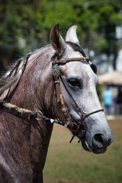 Beautiful horse in a pasture of a farm - Buenos Aires - Argentina