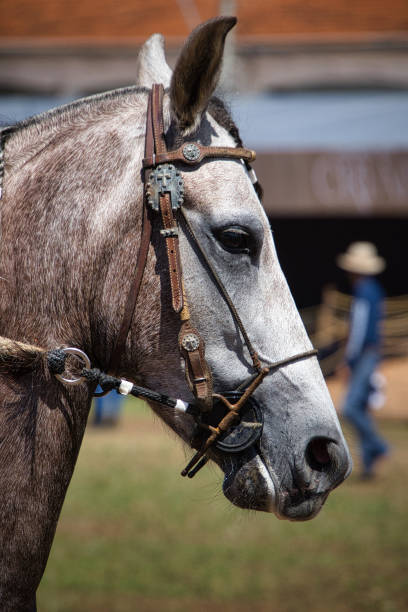 A horse with a bridle on its head. The bridle is brown and has a silver buckle. The horse is standing in a field Mangalarga Marchador