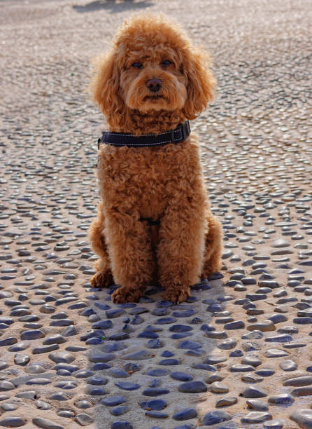 istock A brown teddy dog stands in the backlight outdoors, looking at its owner 2174737062