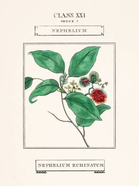 istock Vintage Flower illustration from a 19th-century botanical book. 2174737590
