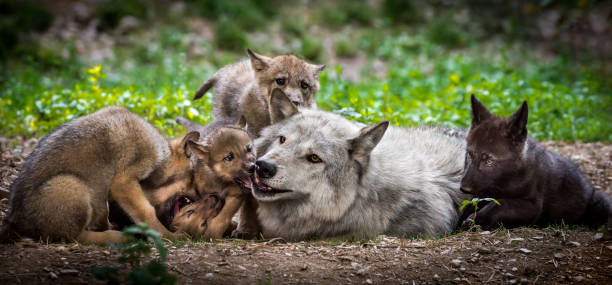Canadian timberwolves resting on a rock.