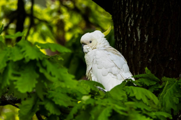 istock Sulphur crested cockatoo at Jells park Melbourne scouting the open grounds 2174739514