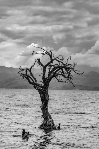 A dynamic black-and-white image capturing the gentle waves on Lake Kivu, with a small, tree-covered island in the distance. The photograph portrays the raw beauty of nature and the peaceful, undisturbed landscape, highlighting the lake's serene yet powerful essence. Ideal for themes related to travel, adventure, nature, and tranquility.