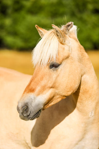 Close up shot of pretty dun pony , peeping over the top of a wooden stable door.The wind is blowing giving the pony a windswept look, and it is wearing a pink rope head collar.
