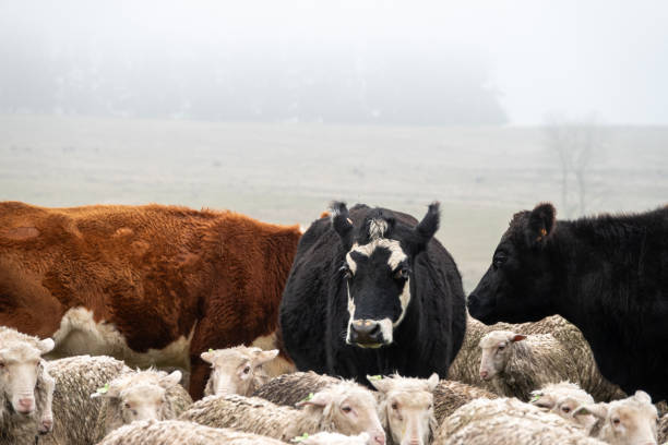 istock Hereford cattle with merino ewes 2174744886