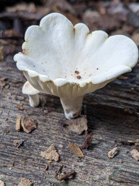 istock A mushroom in the garden with blurry background 2174744904