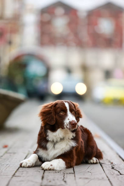 istock Little Pup in a Big Town 2174746393