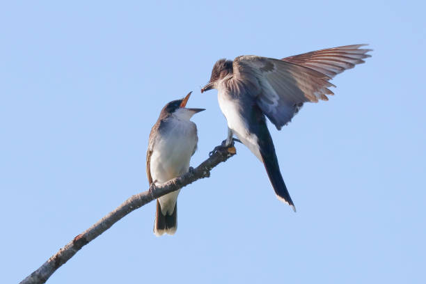 istock Female Eastern Kingbird feeding baby 2174751731