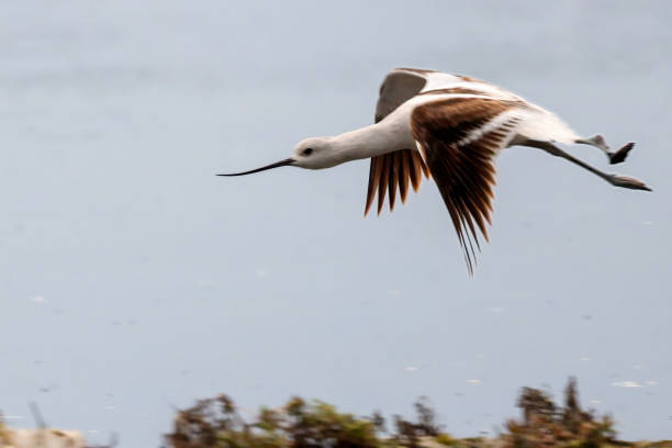 istock American avocet in flight, Delta, BC, Canada 2174751734