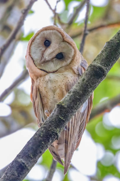 istock Juvenile Barn Owl, Richmond, BC, Canada 2174751742