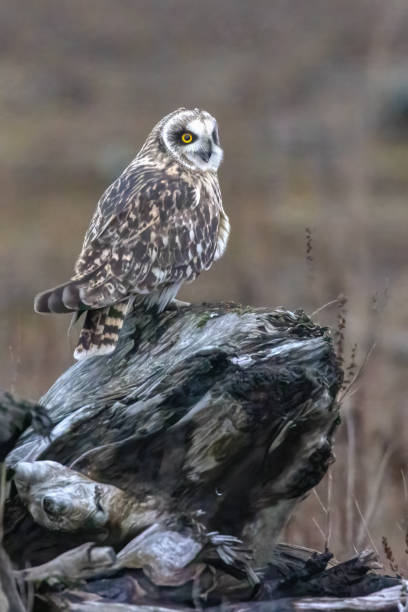 istock short-eared owl perching on a wooden pole, British Columbia, Canada 2174751769