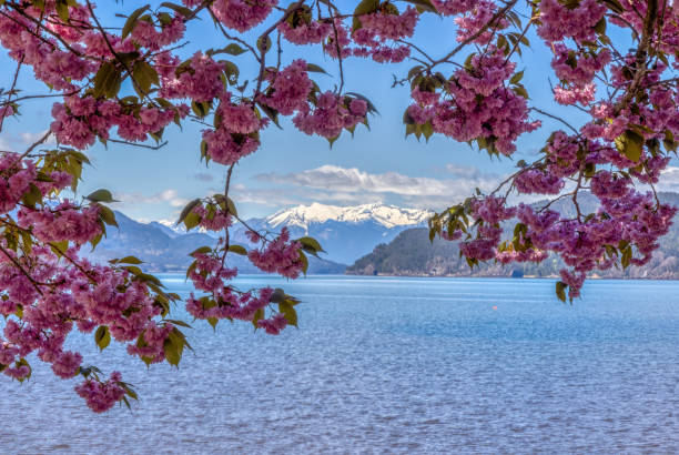 istock red cherry blossom against blue sky by a lake 2174751799
