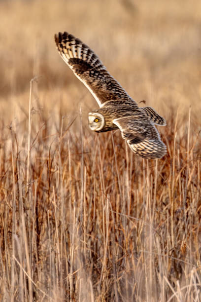 istock short-eared owl flying in winter 2174751812