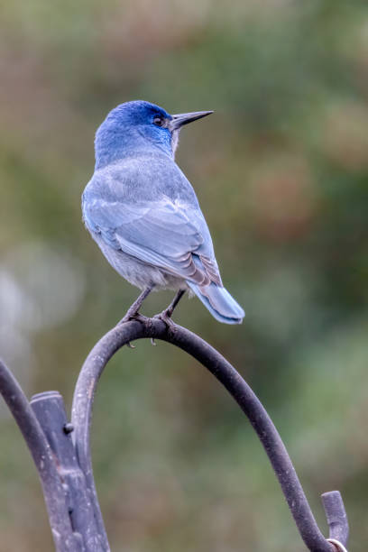 istock pinyon jay, West Vancouver, BC, Canada 2174751839