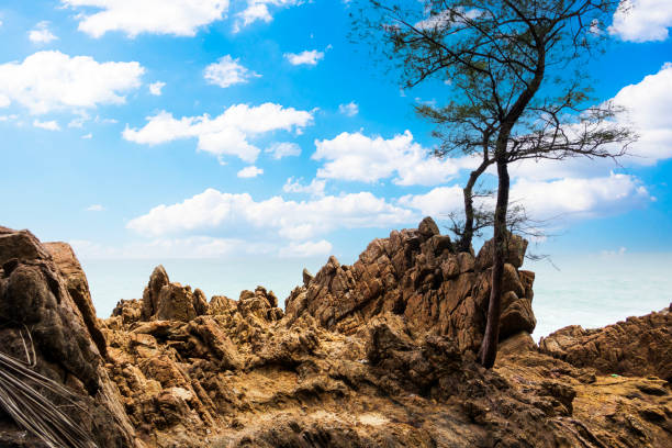 Tree with rock and blue sky at Banana beach in Phuket Thailand