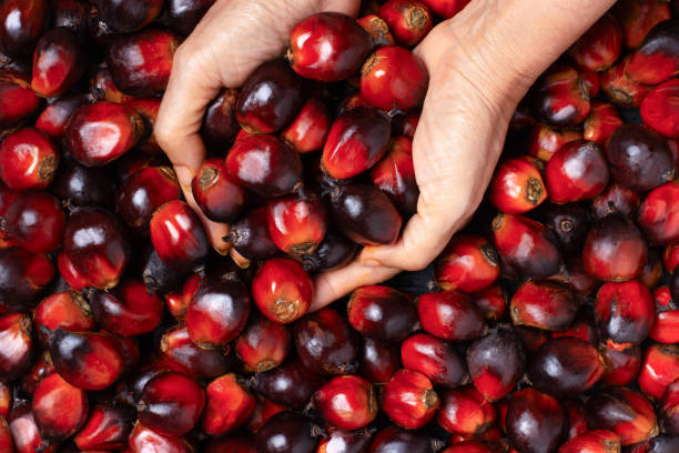 Oil palm fruit top view stock photo