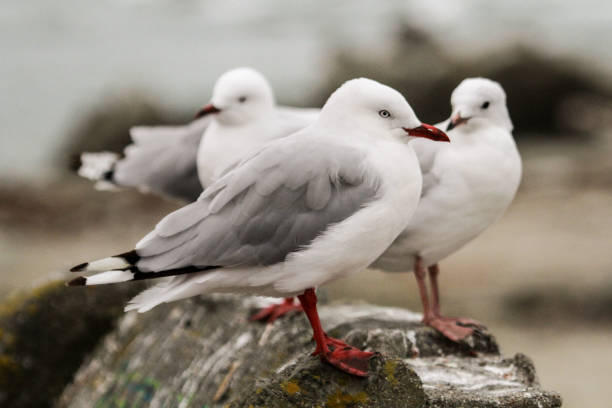istock Trio of Gulls 2174752922