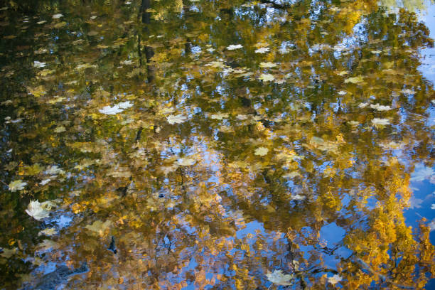 A serene reflection of autumn leaves on a calm water surface, showcasing vibrant yellows and greens. The water captures the colorful foliage and trees, creating a picturesque natural scene.