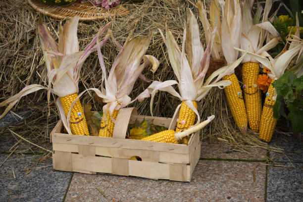 A wooden crate filled with harvested corn cobs with husks, placed on a hay bale.