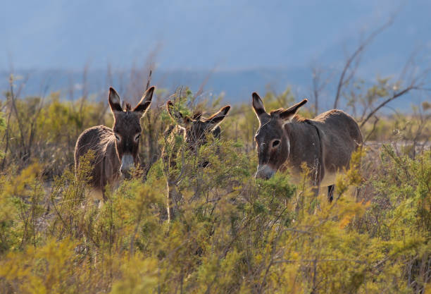 Wild donkeys roaming in lake Mead National recreation area Nevada