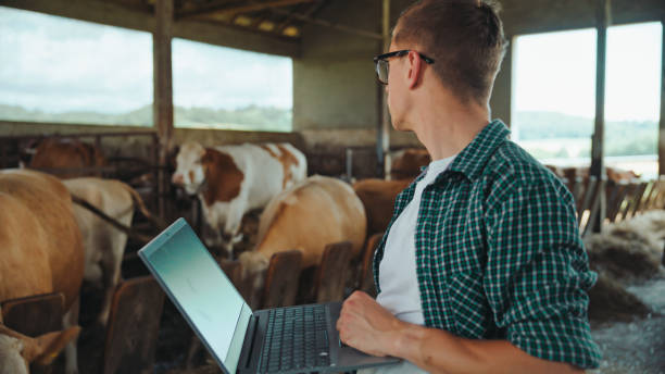 istock Caucasian Farmer with Laptop at Dairy Farm 2174755854