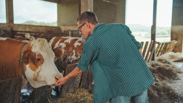 istock Caucasian Farmer Tending to Cows in a Barn 2174755855