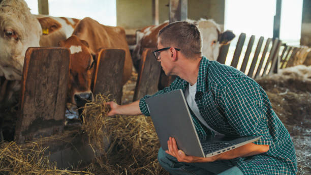 istock Caucasian Farmer with Laptop at Cow Stable 2174755862