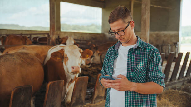 istock Caucasian Farmer with Smartphone at Cow Farm 2174755872
