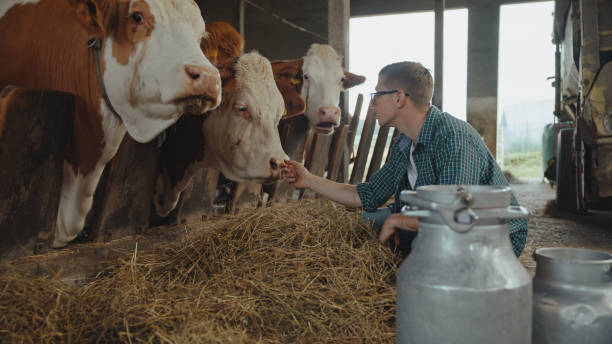 istock Caucasian Male Farmer Engaging with Cows at Dairy Farm 2174755878