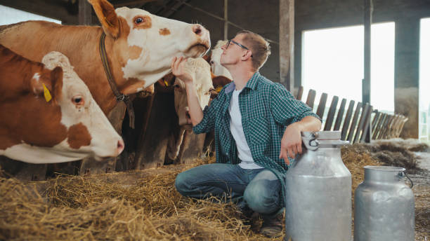 istock Caucasian Farmer Tending to Cattle in Barn 2174755880