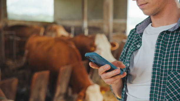 istock Caucasian Farmer Using Smartphone in Cow Barn 2174755882