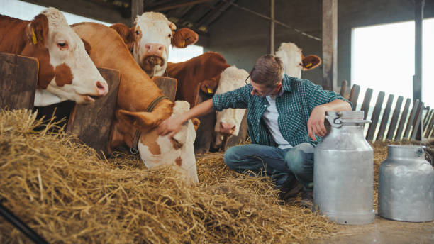istock Caucasian Male Farmer Tending to Cows in Barn 2174755884