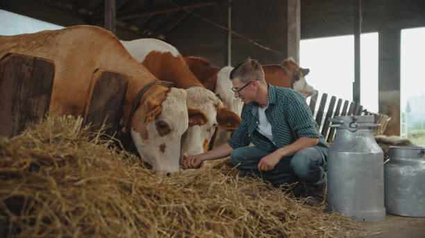 Caucasian Male Farmer Engaging with Cattle in Barn