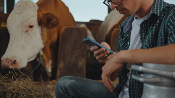 istock Caucasian Farmer Utilizing Smartphone at Cow Farm 2174755890
