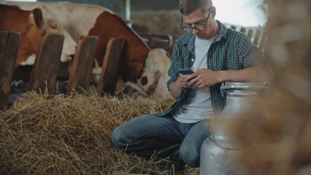 istock Caucasian Farmer Using Smartphone at Cow Farm 2174755894