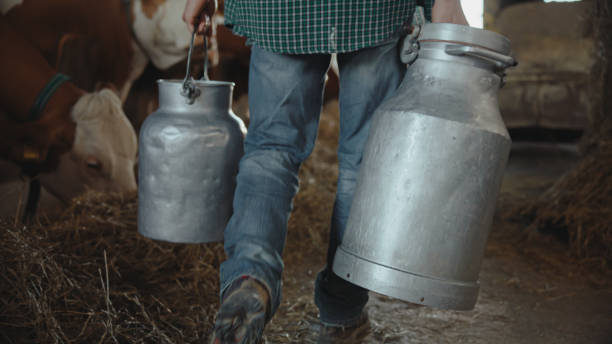 istock Caucasian Farmer Working in Cow Barn 2174755905