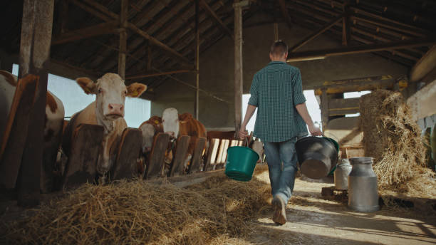 istock Caucasian Farmer Tending to Cattle in Barn 2174755913