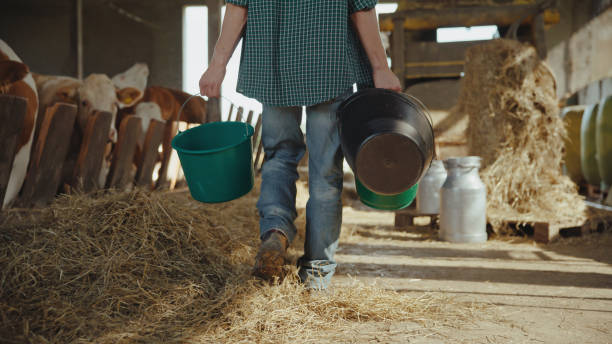 istock Caucasian Farmer Tending to Cattle 2174755917
